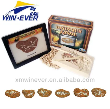 Dino Fossil w/photo frame, 6 assorted.