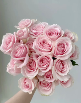 Single Headed Pink Roses for Gift Bouquets