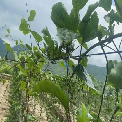 Polyester Monofilament Wire for Greenhouse Shading Systems by Vineyard