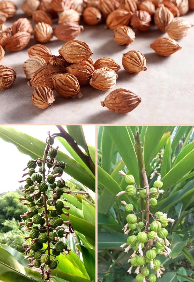 Amomum villosum Lour.