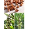 Plant Extract Fructus Amomi Amomum Villosum Extract