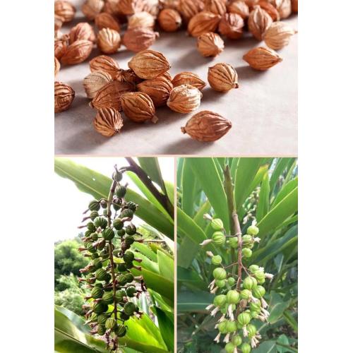 Plant Extract Fructus Amomi Amomum Villosum Extract