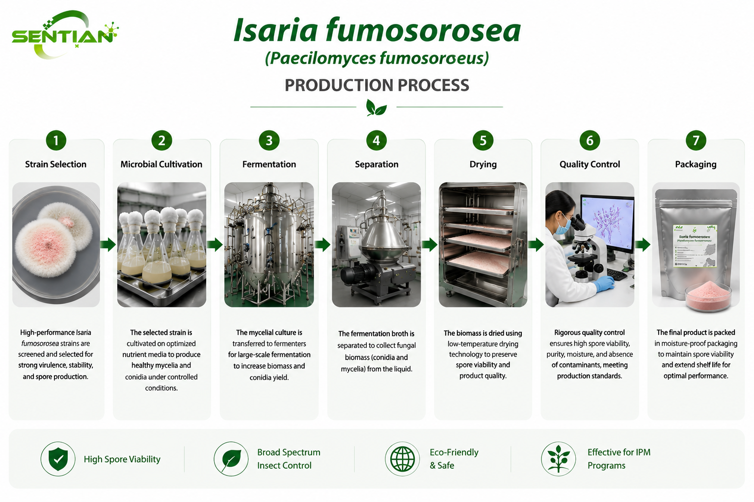 Isaria fumosorosea（1）