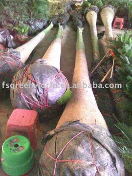 Roystonea regia ready for shipment