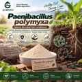 مسحوق بروبيوتيك Paenibacillus polymyxa للزراعة وإدارة الجذور
