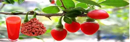 Fresh Goji Berries/Natural authentic wolfberry