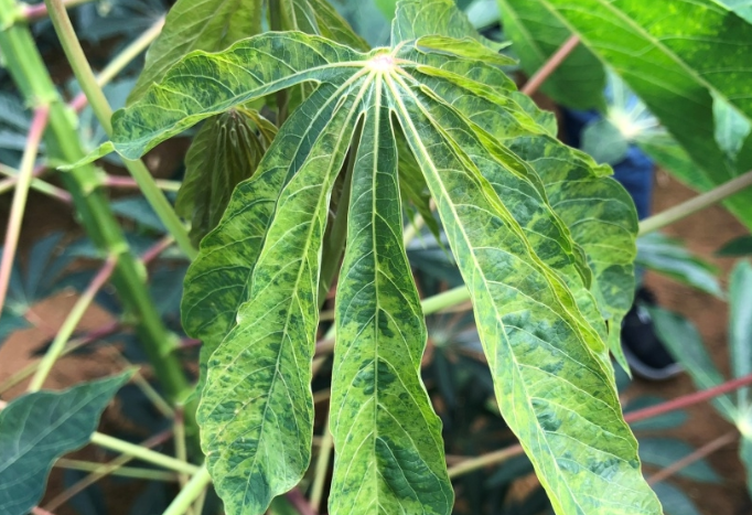 Cassava blight