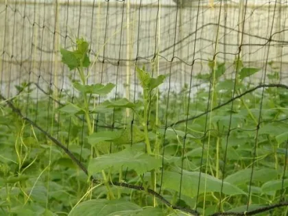 plain netting Agriculture Extruded plastic plain nets