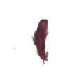 Feather di fagiano tinto di vendita calda