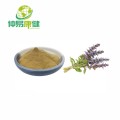 Natural Ajuga Turkestanica Extract