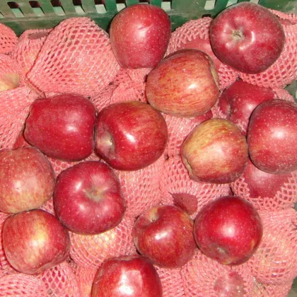 Fresh fruit red star apple