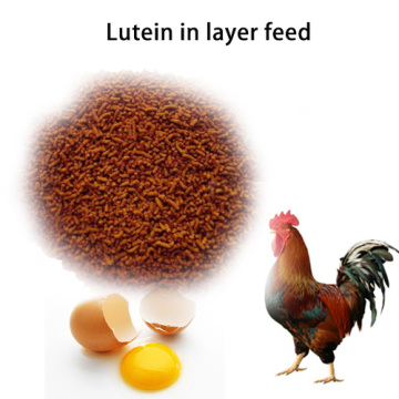 gelbe Luteinpulver -Futtermittelqualität