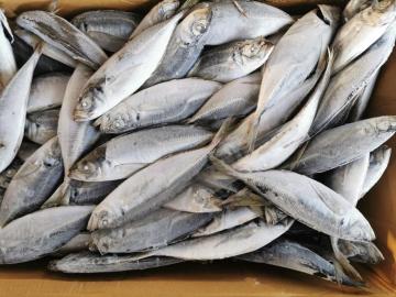 Landfrozen Horse Mackerel Trachurus Japonicus 16-20cm