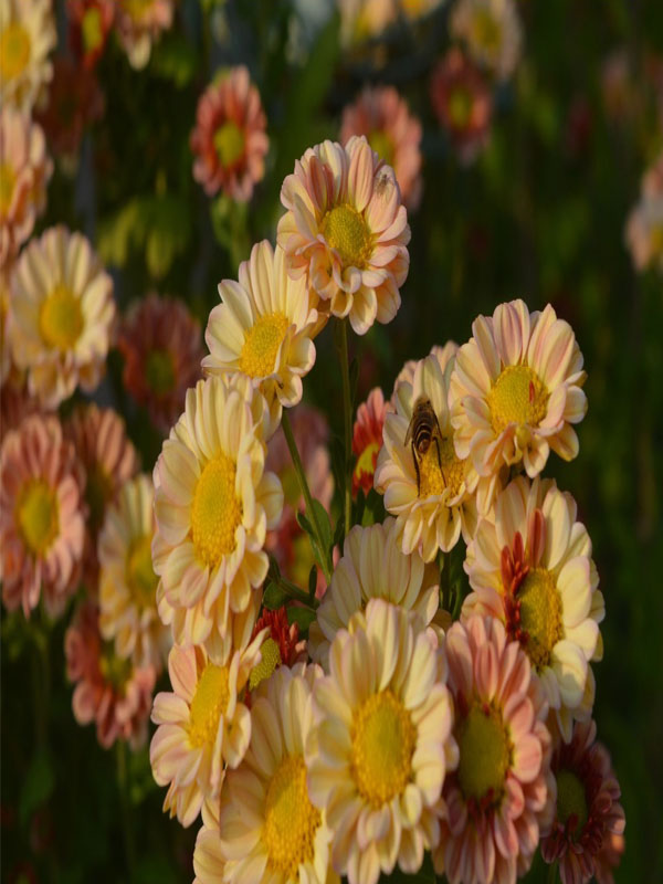 Spray chrysanthemum Aizhibin5