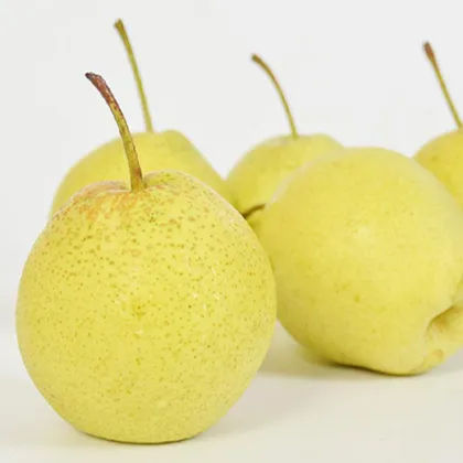 New Crop Fresh Ya Pear