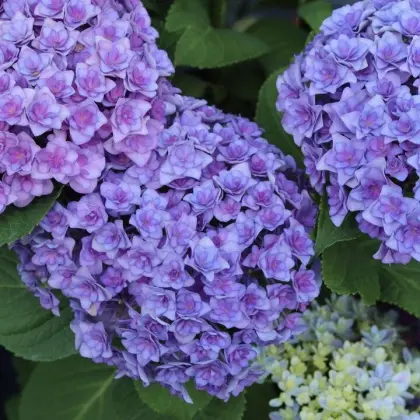 Purple Double Hydrangea Fresh Cut Flowers for wedding