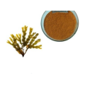 supply Freeze dried Aloe vera extract powder