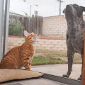 Cat proof window screen