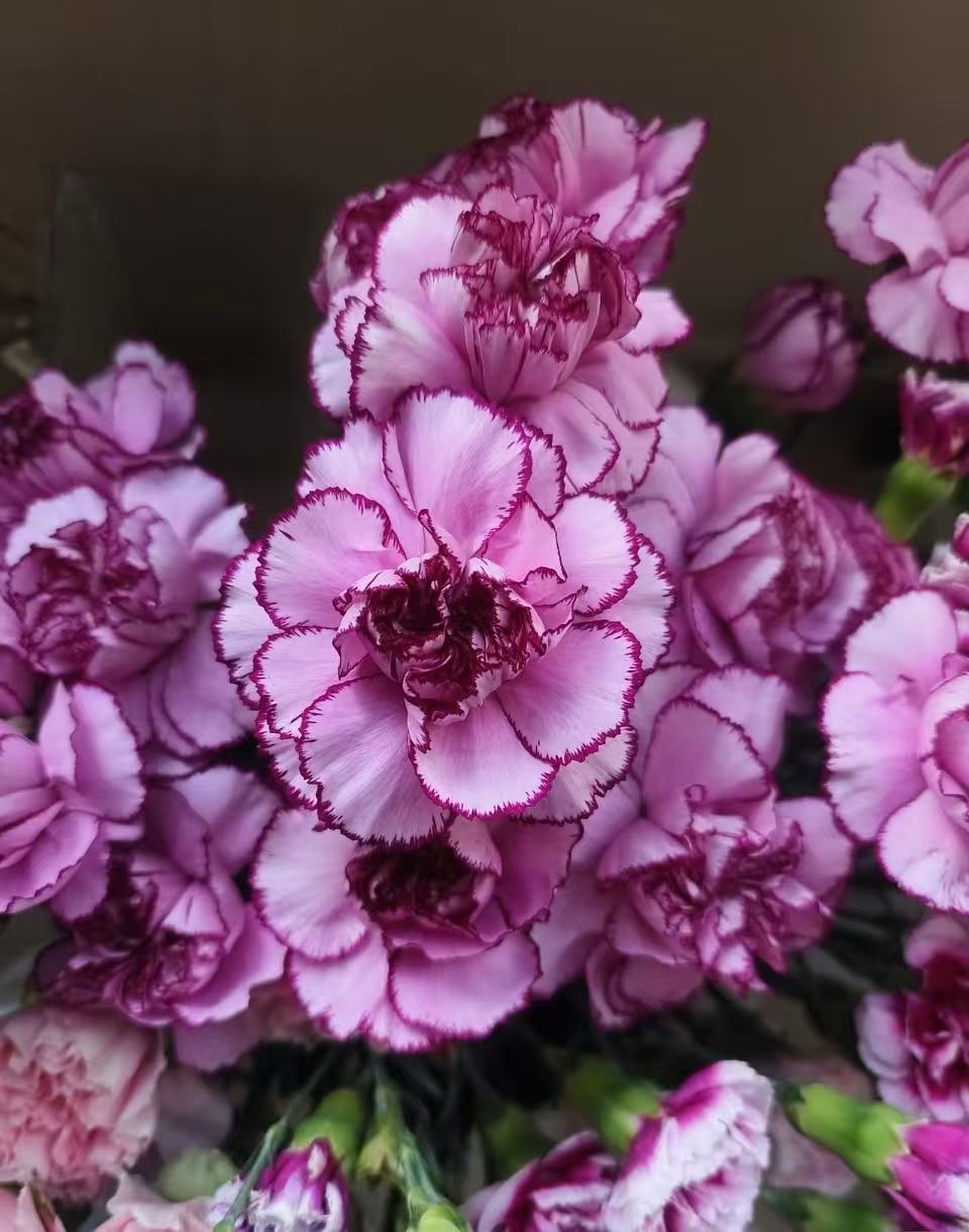 Single-headed carnation Purple Zixia