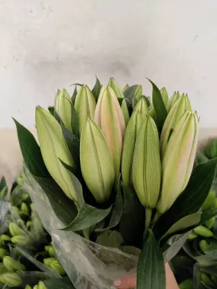 Sorbonne Lily Pink Oriental Lily Single Head Flower