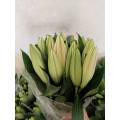 Sorbonne Lily গোলাপী ওরিয়েন্টাল লিলি একক মাথা ফুল