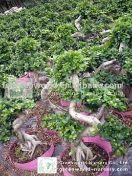 Ficus microcarpa small S shape bonsai
