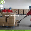 Fruits d&#39;approvisionnement d&#39;usine sains No Suger Goji Berry