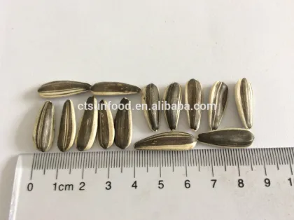sunflower seeds in shell sunflower seeds wholesale