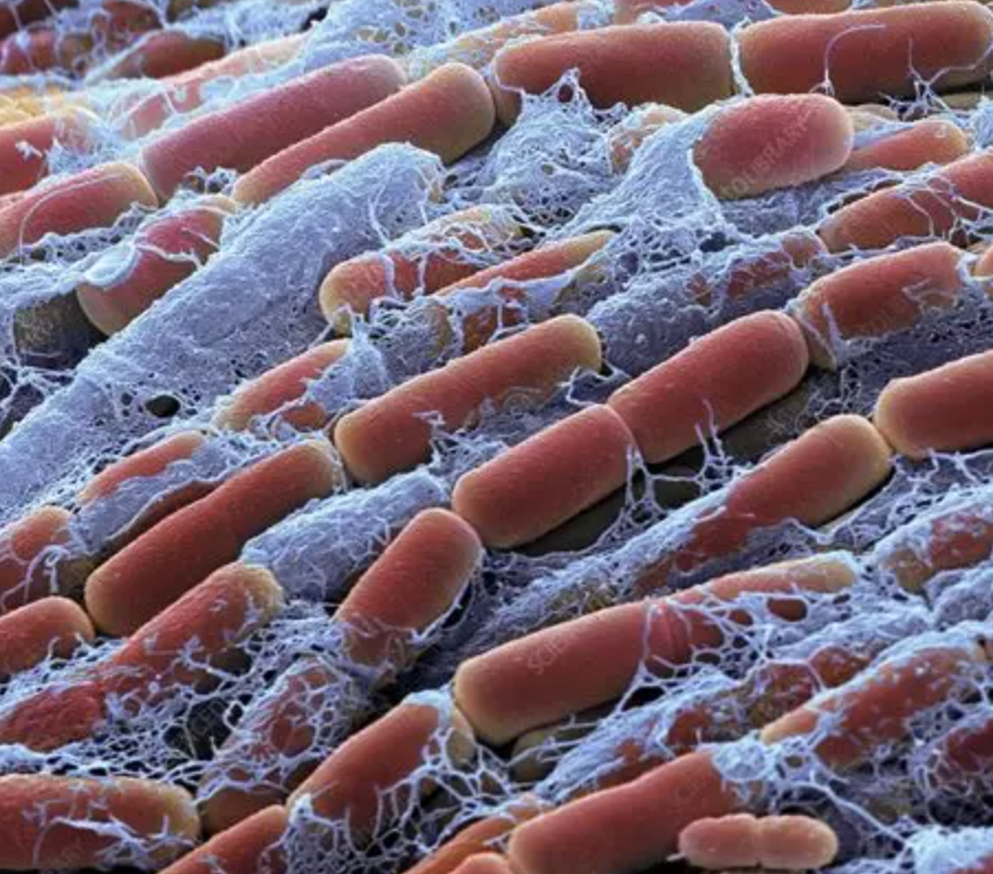 Bacillus Megaterium for Agriculture