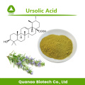 Rosemary Leaf Extract Ursolic Acid 25% Powder