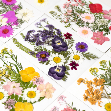 Intodiy gepresste getrocknete Blumen: Home Dekoration &amp; Nagelkunst Ornamente