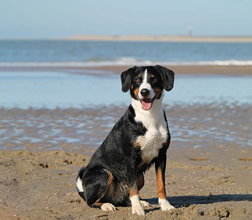 Although Your Dog Has Toys, You Should Still Take Them Outdoors for Daily Play