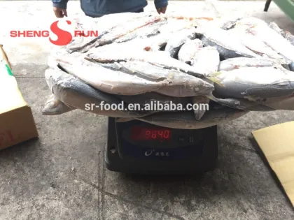 Pacific Mackerel fish