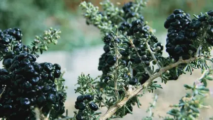 Black Wolfberry Gift Box 80g