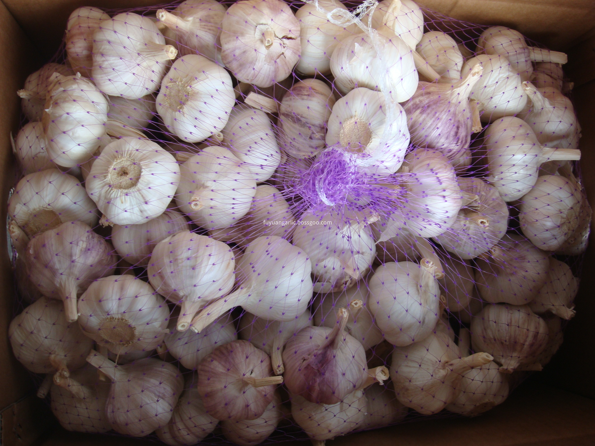 big size garlic 