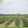 Supply Wholesale Fruit Sweet Low Pesticide Goji Berries