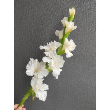 حلوى كريستال Gladiolus الطازجة زينة زفاف جميلة