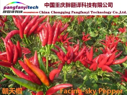 Healthy Spict Chilli Pepper Powder