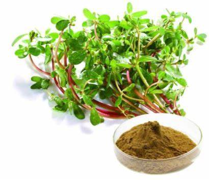 Bacopa Monnieri Extract Bacopasides Powder