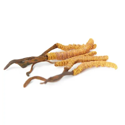Cordyceps militaris extract powder