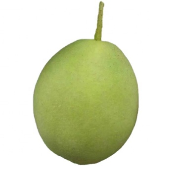 Green pear fruit shandong pear wholesale early su pear exporter