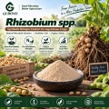 ريزوبيوم النيابة. مسحوق بروبيوتيك للأسمدة الحيوية البقولية المثبتة للنيتروجين