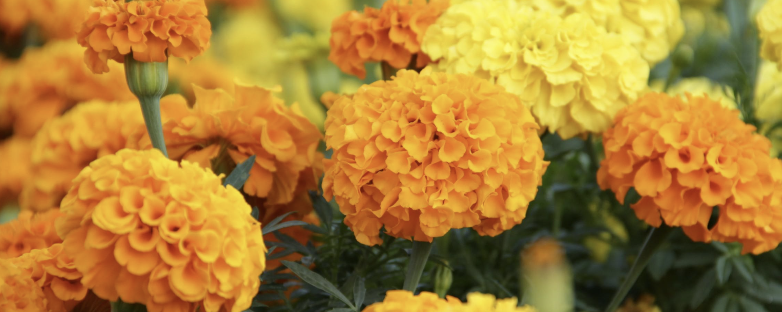 Lutein Extract Xanthophyll