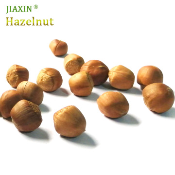 Premium Quality Hazelnut Wholesale Filber Nuts