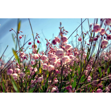 100% Natural Dogbane Leaf Extract Apocynum Venetum L.