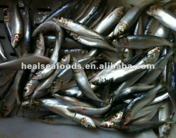 Frozen_Sardinella