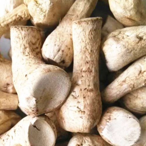 Shiitake Mushroom Stem Dried Shiitake Mushroom Leg