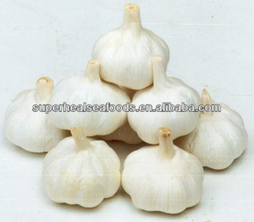 Latest Garlic