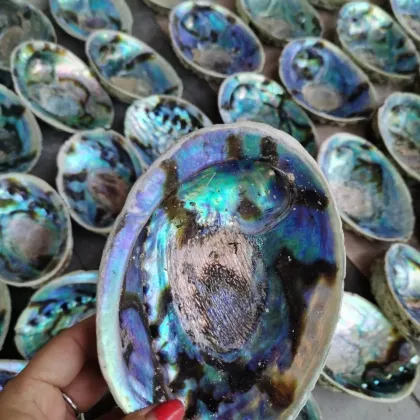 New Zealand Blue Rainbow Abalone Shell - Wholesale Clean and Natural Paua Seashells