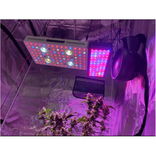 コブ1000W LED植物は光を栽培します